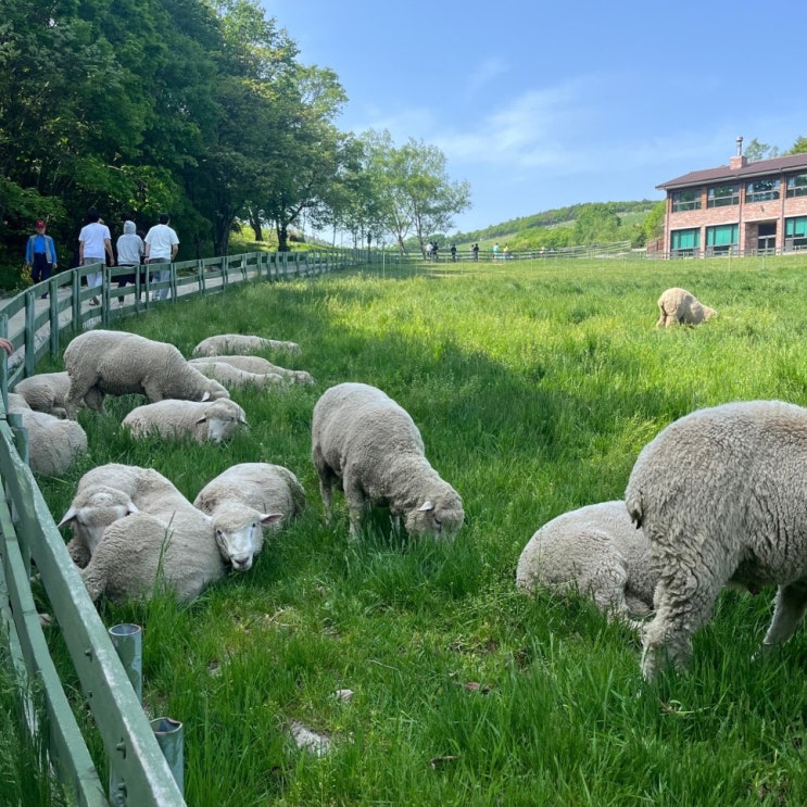  강원도 평창 가볼만한 곳 추천 (대관령 양떼목장, 오대산 월정사, 부일식당)