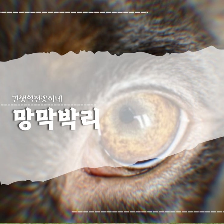  강아지 망막박리 원인 증상 치료 관리방법