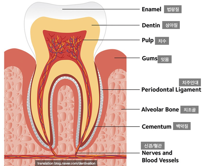 치아의 구조, 치아 단면 - 치아 속에는 살아있는 세포와 신경이 있어요