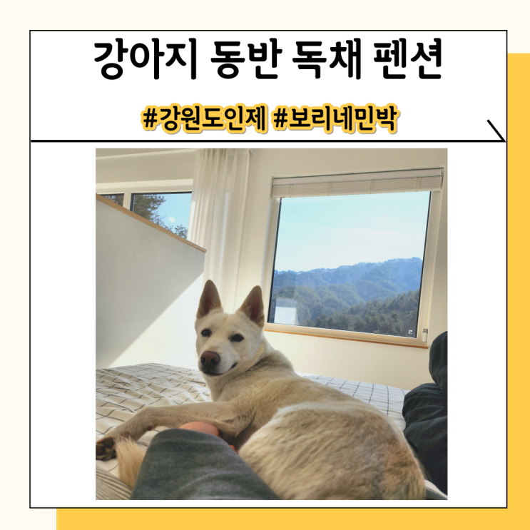 인제 보리네민박 깨끗하고 편안한 강원도 애견동반 독채 팬션(진돗개 가능) 인제 보리네민박 깨끗하고 편안한 강원도 애견동반 독채 팬션(진돗개 가능)