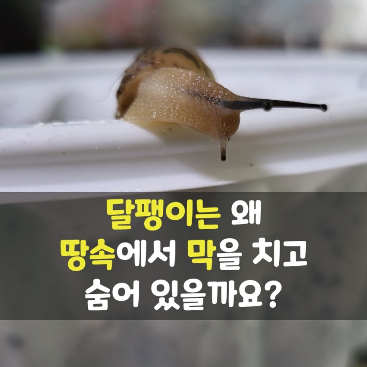  명주 달팽이 땅속에서 막치고 숨어있어요, 숨는 이유