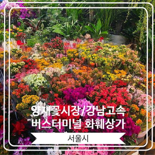 [양재꽃시장/강남고속버스터미널 화훼상가] 서울 꽃시장 가볼만한 곳