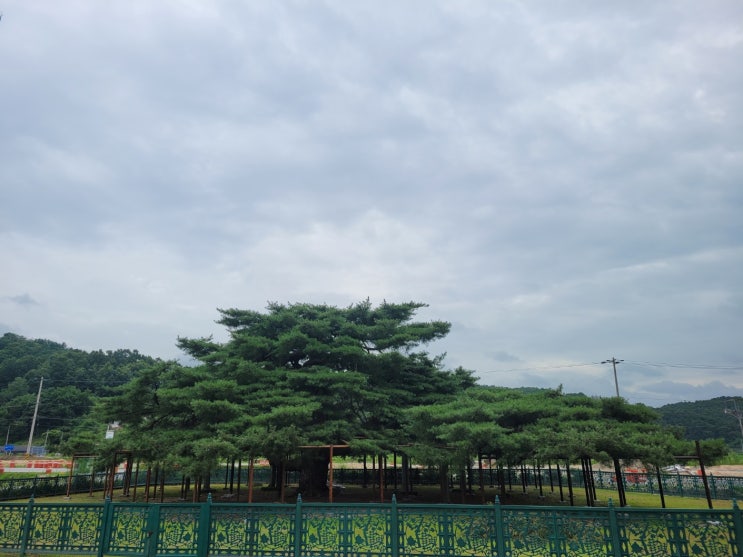  신용카드로 부가세 납부하기_2023년 상반기 일반음식점 부가세