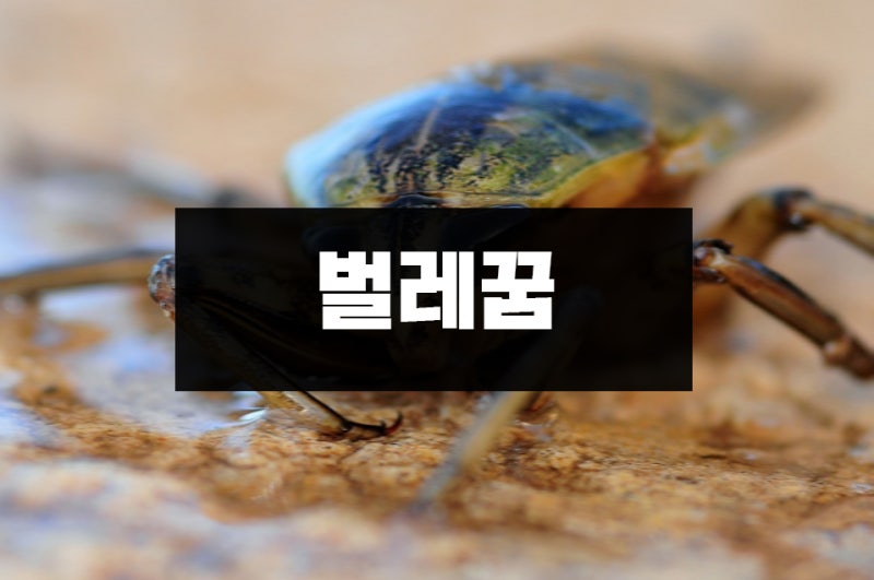 벌레잡는꿈 벌레 나오는 죽이는꿈 다양한 곤충꿈 해몽