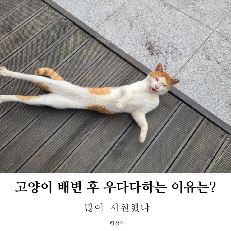  고양이 배변 후 우다다하는 이유는? 고양이 배변 후 달리기
