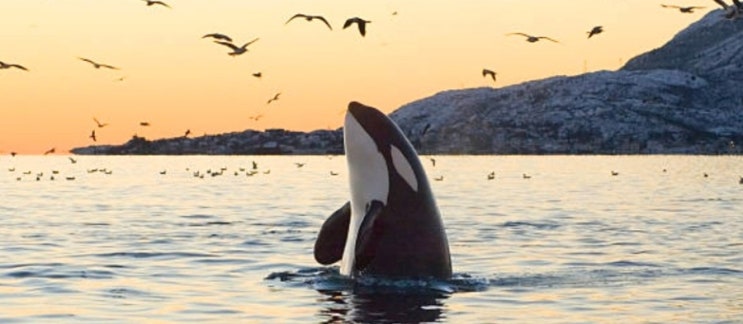 범고래 기본정보 : 유일하게 인간을 공격하지 않는 바다의 포식자