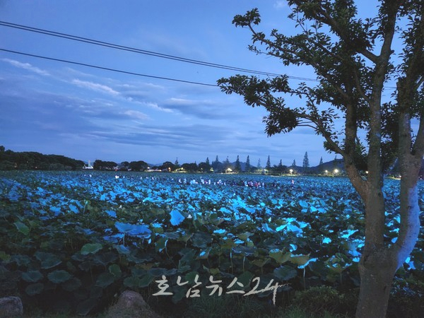  가볼만한 곳 여름철 필수 여행코스 회산백련지의 무안연꽃축제 훈훈한 마무리