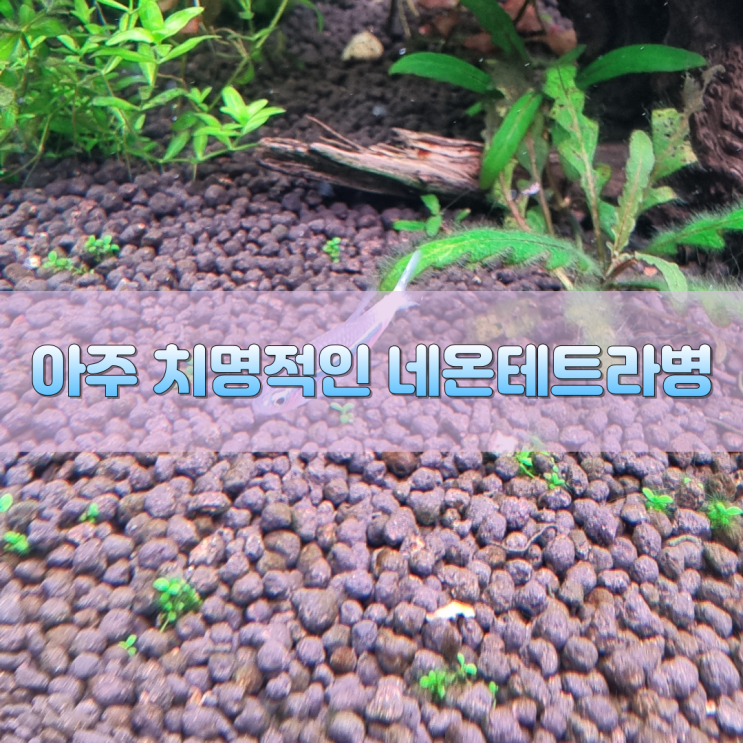  아주 치명적인 네온테트라병(feat. 원인, 증상, 치료법?)