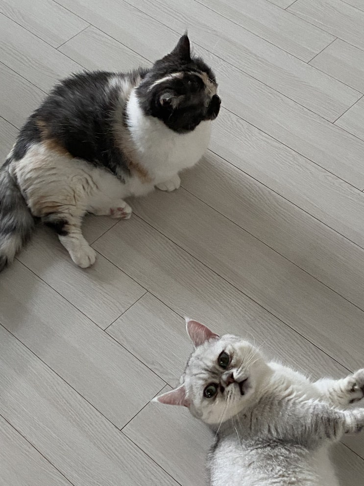  주인만 기다리는 냥이
