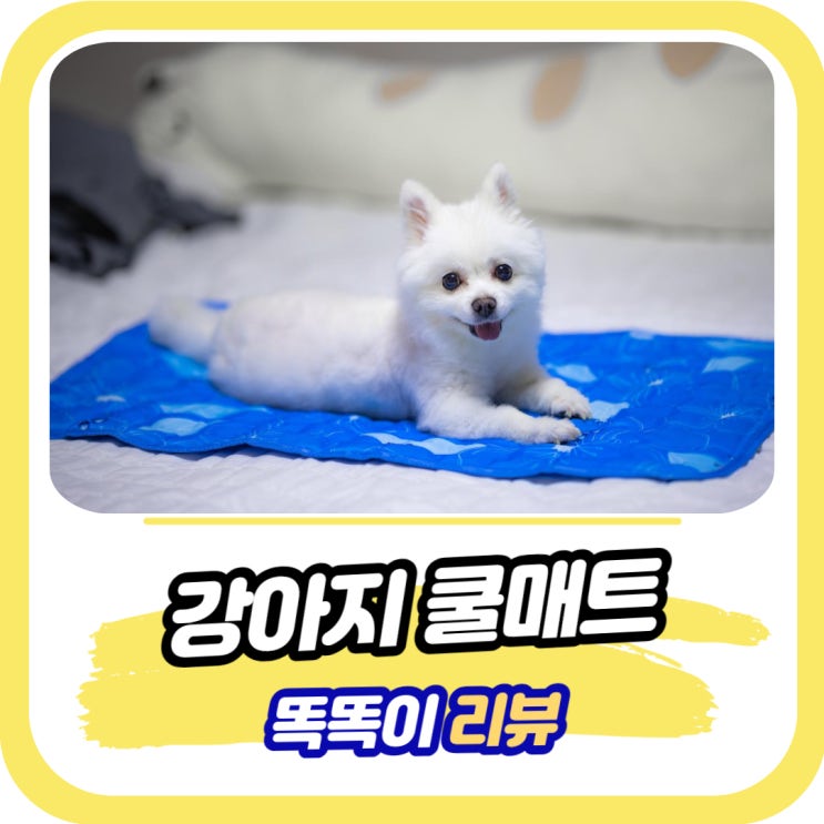 강아지 쿨매트 냉매트 아워존 쿨젤매트 후기