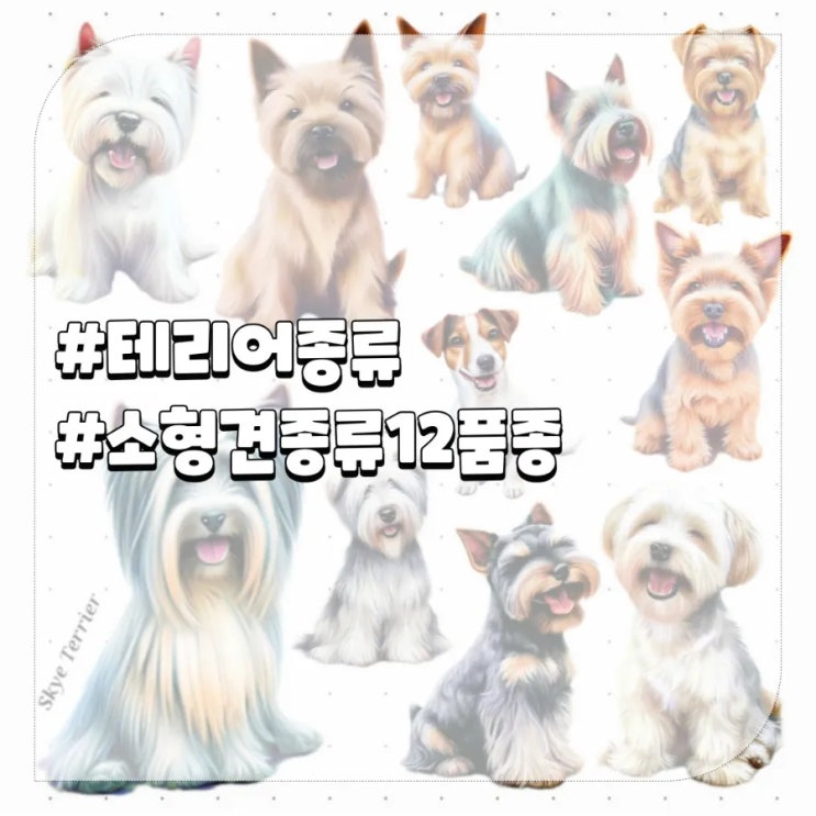  테리어종류 강아지 스코티쉬,잭러셀,노리치 등 소형견종류12품종 기본정보