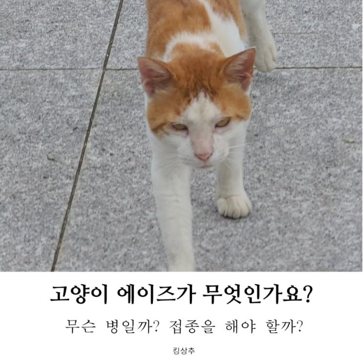  고양이 에이즈가 있다고요? 고양이 에이즈 고양이 면역 질환