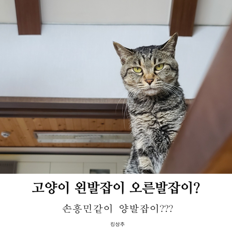  고양이 왼발잡이 오른발잡이 확인하는 방법은? 고양이 양발잡이