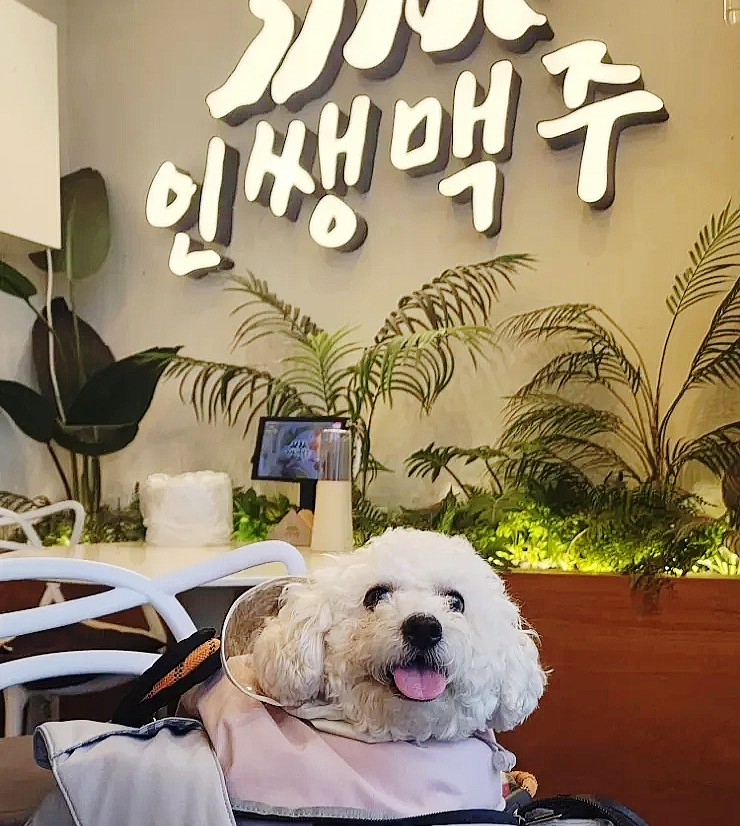  강아지와 함께 시원한 맥주한잔. 반려견동반 가능한 동탄호수공원점 인쌩맥주