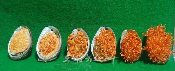 완도군 전복 이용 동충하초 및 이의 배양 방법 특허지적재산권 등록