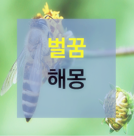 벌꿈 벌나오는 꿈 너무 시른 벌