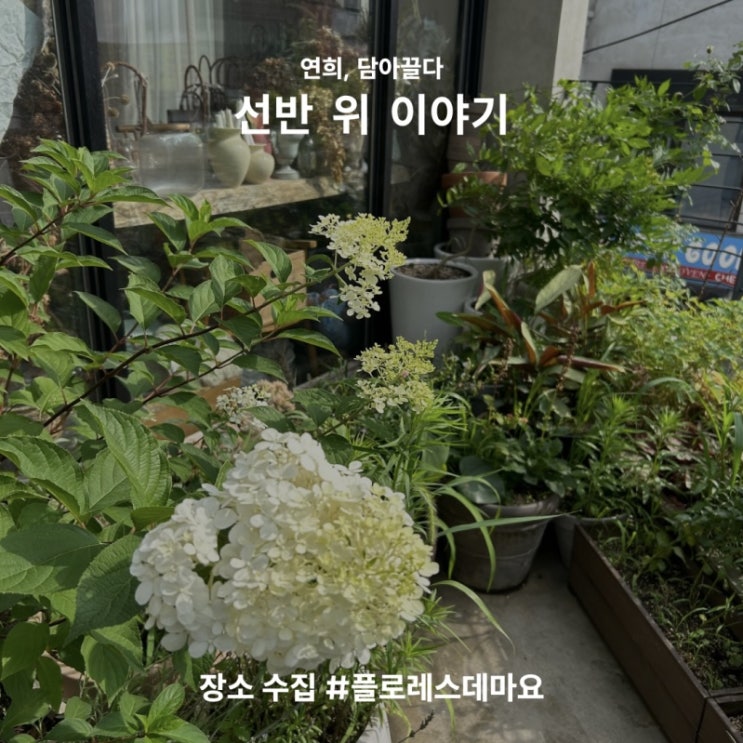  [연희동 놀거리] 연희동 꽃집 플로레스데마요 오월의 꽃