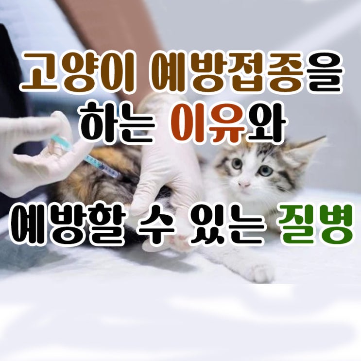 고양이 예방접종을 하는 이유와 예방할 수 있는 질병
