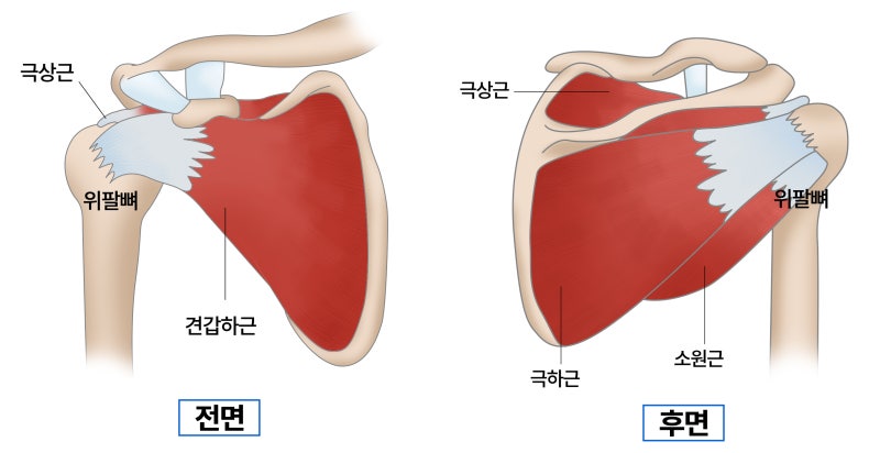 어깨회전근개파열, 꼭 수술을 해야하나요? (전문의답변) : 네이버 블로그