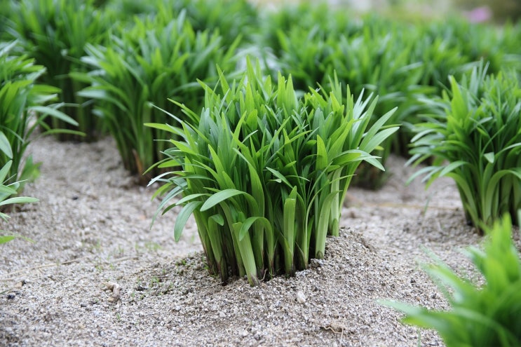 삼채 효능, 수직농장 수경재배로 고품질 삼채 잎 재배