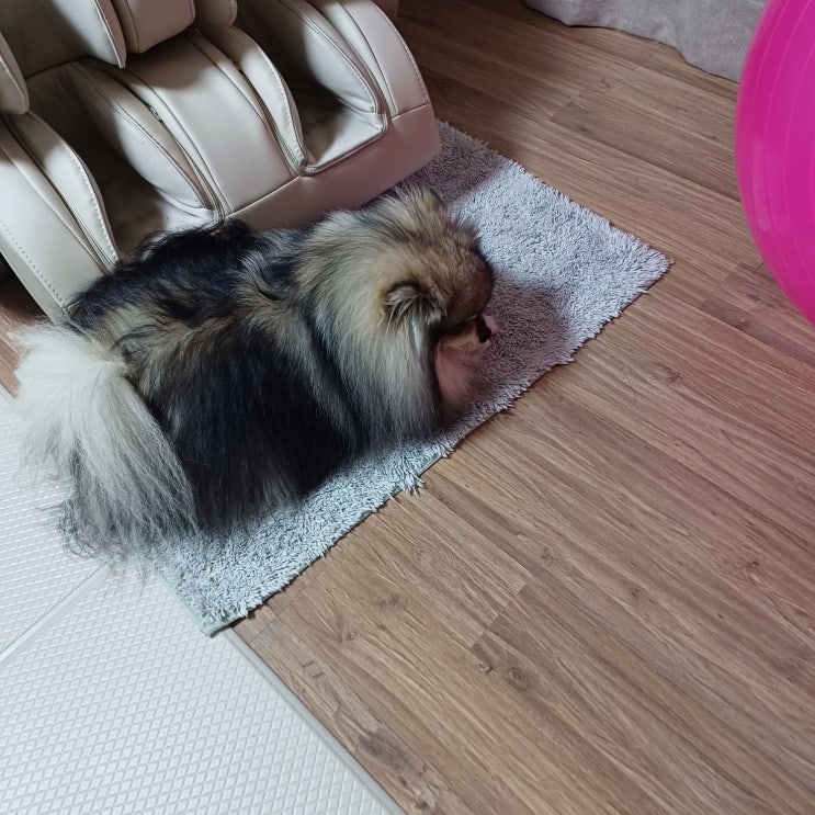  꾸꾸의 일상