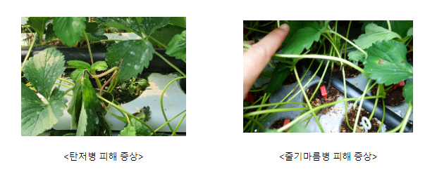 장마 뒤 딸기 병해충 방제, 환경 관리 신경 써야 장마 뒤 딸기 병해충 방제, 환경 관리 신경 써야