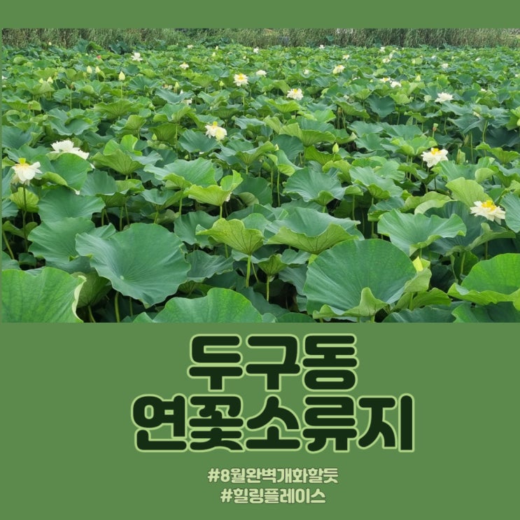  홍련 백련이 어우러진 휴식처 - 두구동 연꽃 소류지 연꽃 개화 시기와 현재 개화 모습