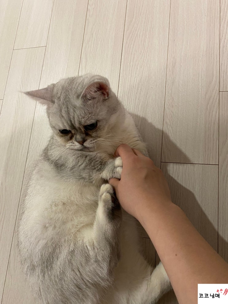  집사만 쫓아다니는 냐옹이