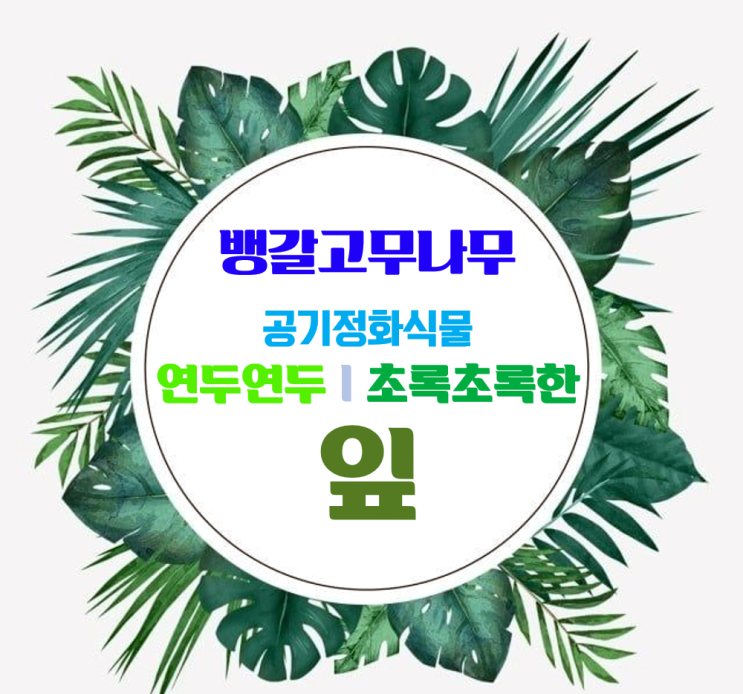 공기정화식물_뱅갈 고무나무_카메라 렌즈에 잎을 한번 찍어 보았습니다_환기타임즈 다올시스템 공기정화식물_뱅갈 고무나무_카메라 렌즈에 잎을 한번 찍어 보았습니다_환기타임즈 다올시스템