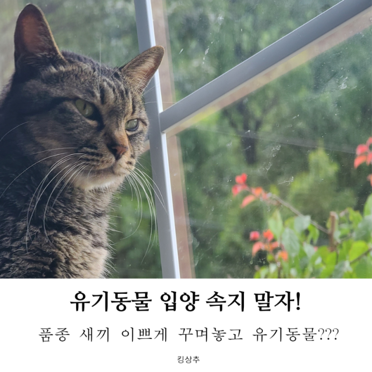  유기동물 입양하려면 어떻게 하나요? 가짜 유기동물 보호소 주의하세요!