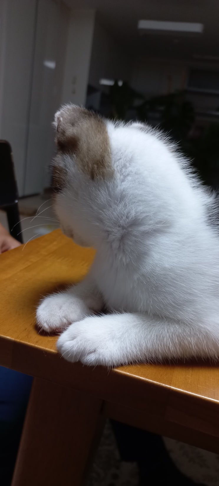  고양이 이야기와  일상 기록들 플레인 스콘과 커피가 맛있는 울진군 북면 클로버