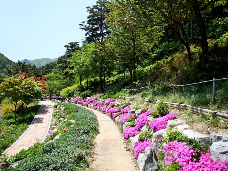  빗물에 자주 잠기는 화단 물에 강한 지피 식물