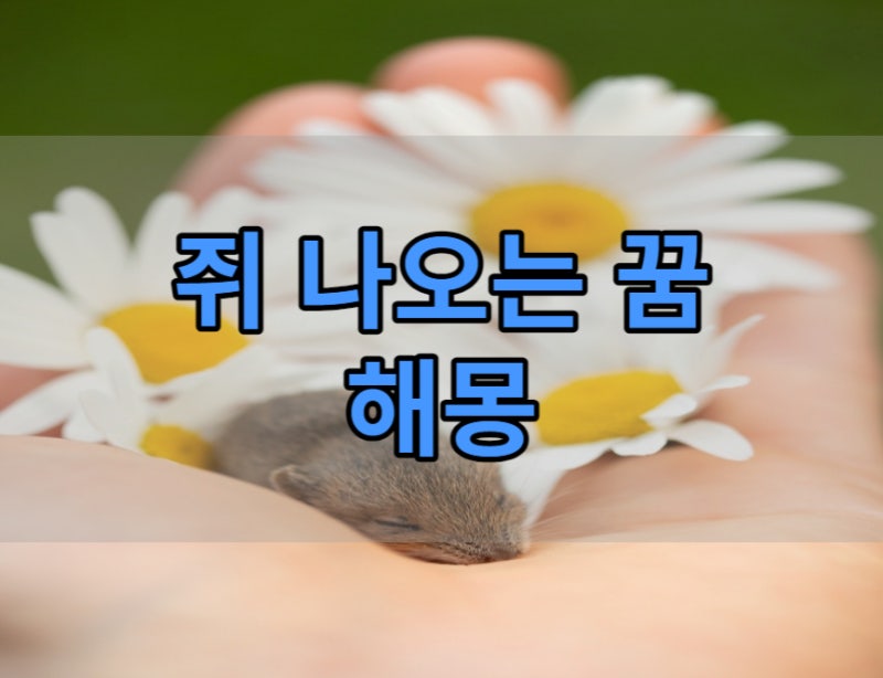 쥐나오는꿈 흰, 검은, 쥐 잡는, 먹는, 물리는 생쥐나오는꿈 풀이 해몽