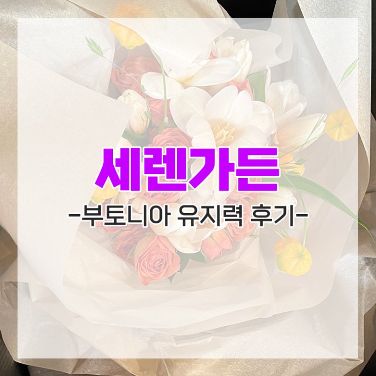  [다이렉트 결혼준비] 세렌가든 부토니아 유지력 본식 당일 후기 추천인 임뿌이