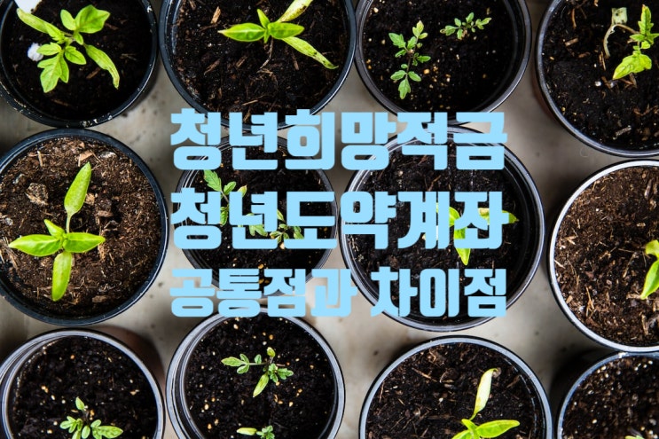  청년도약계좌 청년희망적금 비교 : 정책성 저축 상품으로 목돈을 모으세요