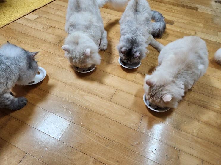  고양이 간식 퓨리나 몬페티 크리스피키스 일본 돈키호테에서 산 집사 필수템