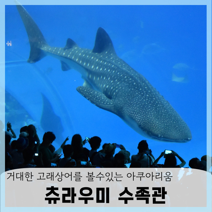 오키나와 여행 츄라우미 수족관 돌고래 고래상어 아쿠아리움 입장권