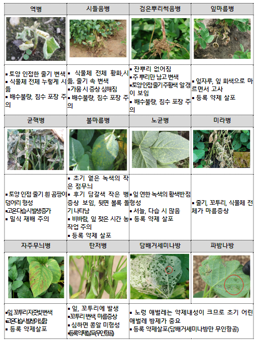 논콩 침수지역 피해 최소화, 사후관리 서둘러야 논콩 침수지역 피해 최소화, 사후관리 서둘러야