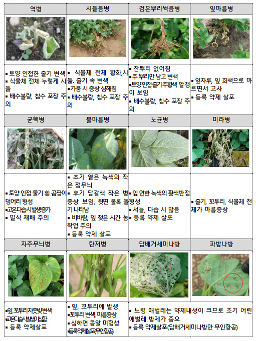 논콩 침수지역 피해 최소화, 사후관리 서둘러야