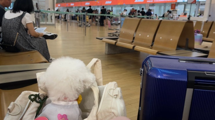  (일상팁) 강아지 비행기 적응 방법, 훈련 팁!!