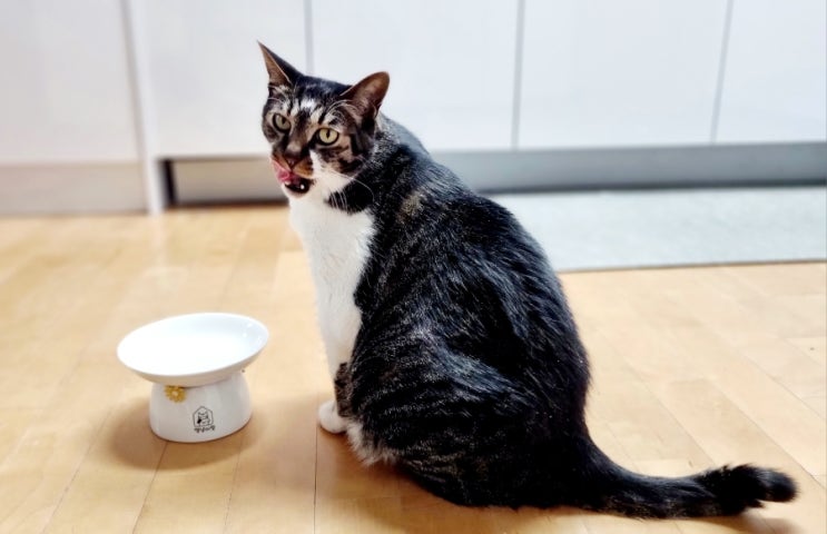  우리집 뚱냥이의 일상, 비만 고양이 고민