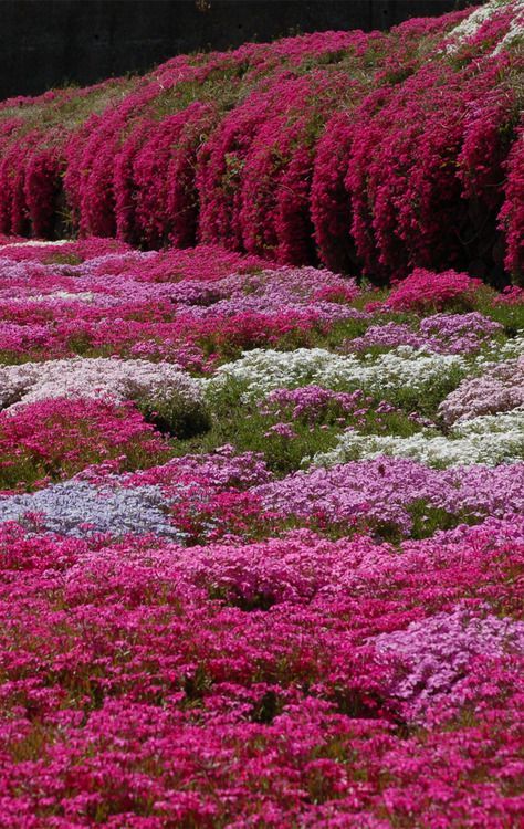  꽃잔디(Phlox subulata) 관리 방법