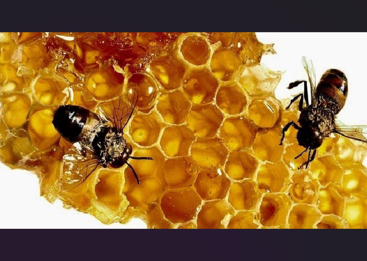 건강지킴이 꿀-꿀의 효능과 부작용
