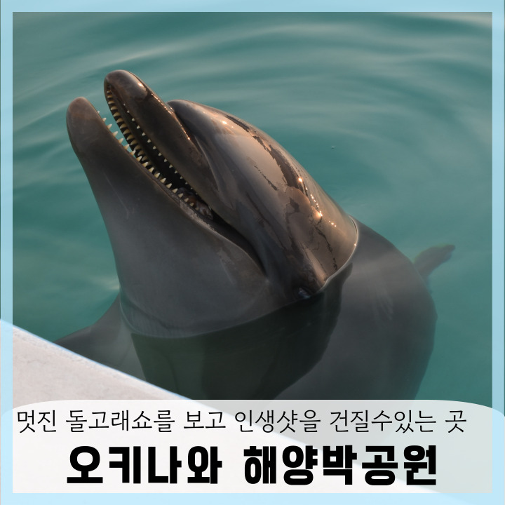  오키나와 해양박공원 오키짱 돌고래쇼 츄라우미 수족관 가는 길