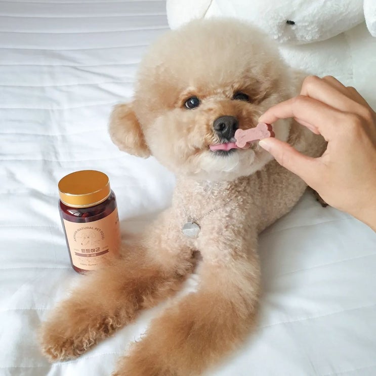  [강아지 심장영양제] 간과 심장을 튼튼하게 해주는 영양제 챙겨봐요