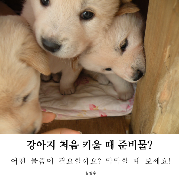  새끼 강아지 처음 키울 때 준비물은 어떤 것이 필요할 까? 강아지 용품