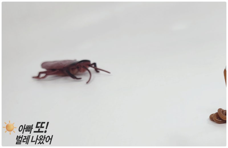 바퀴싹킬, 끈질긴 바퀴벌레 죽이는 법