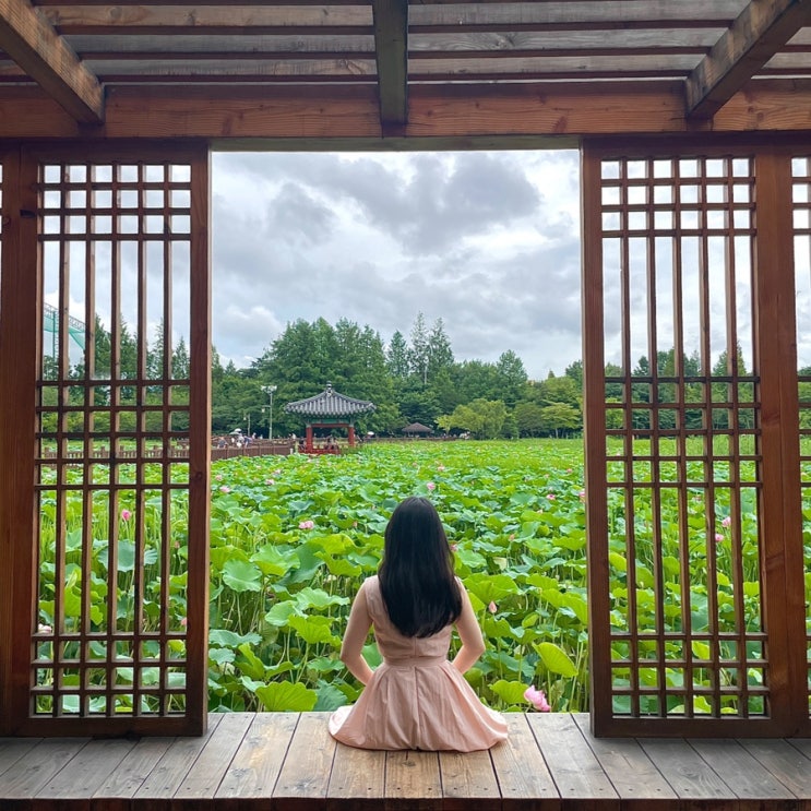 전주 여행 가볼만한곳 추천 덕진공원 연화정도서관 (연꽃 개화시기, 포토존 위치, 주차장 정보 포함)