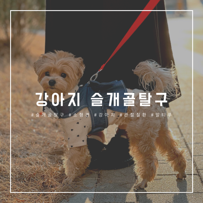 ★슬개골탈구★ 증상 / 수술결정 - 유지 - 목표 / 메리츠화재 펫퍼민트 보험 해지 / 펫보험 해....