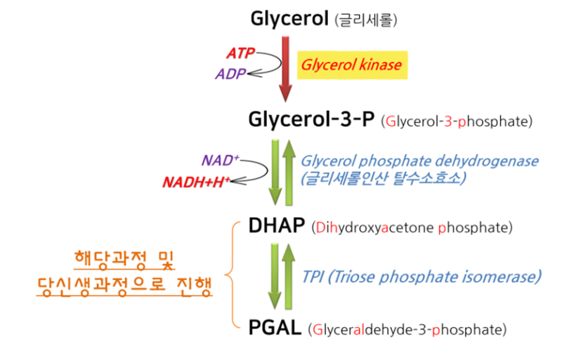세포호흡(Cellular respiration) 총 정리 : 네이버 블로그